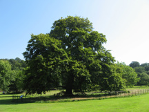 Large Beech Tree