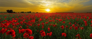World War I Centenary