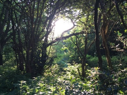 Wooded area with light breaking through the trees