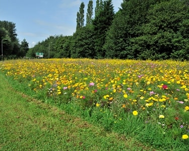 Wildflowers covering a field