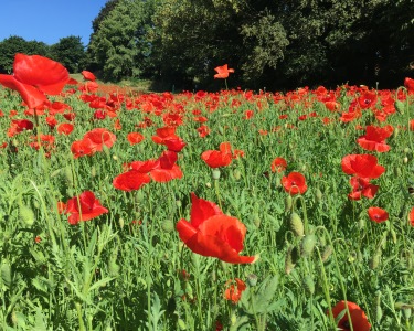 A stream of poppies