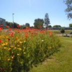 Eastwood Parks Icon