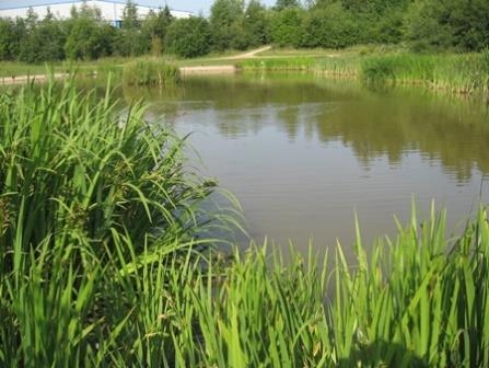 Pond at Colliers Wood