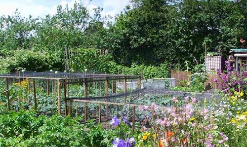 Allotment in Beeston