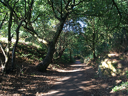 Pathway through Alexandrina Plantation
