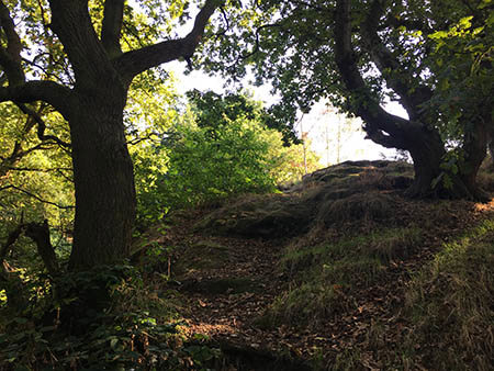 Alexandrina Plantation in Bramcote