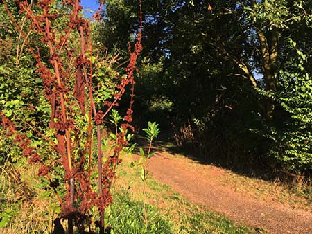 Pathway in Sandy Lane Open Space