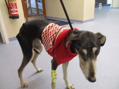 Hope, a small emaciated dog wearing a little red sweater.