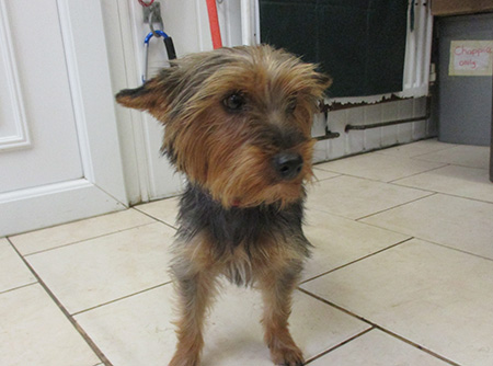 A small female dog rescued by the Neighbourhood Wardens