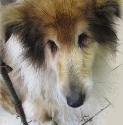 A sad Rough Collie rescued by the Neighbourhood Wardens