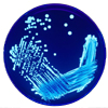 Legionella Responsibilities Icon