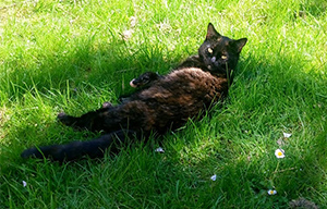 Black cat rolling around in the grass