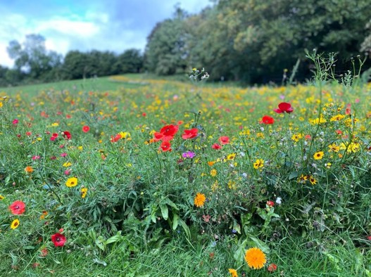 Wildflower meadow at Hall Om Wong 2020
