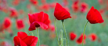 Remembrance 2020
