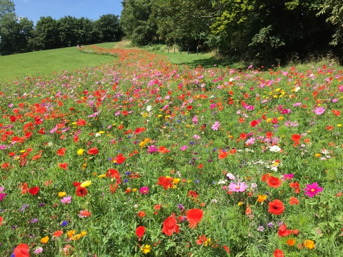 flower meadow at Hall Om Wong park in Kimberley