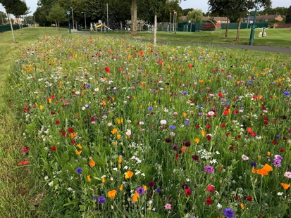 Wildflowers at Inham Nook, Chilwell
