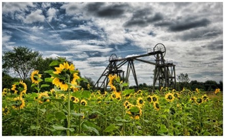 Colliery with Sunflowers